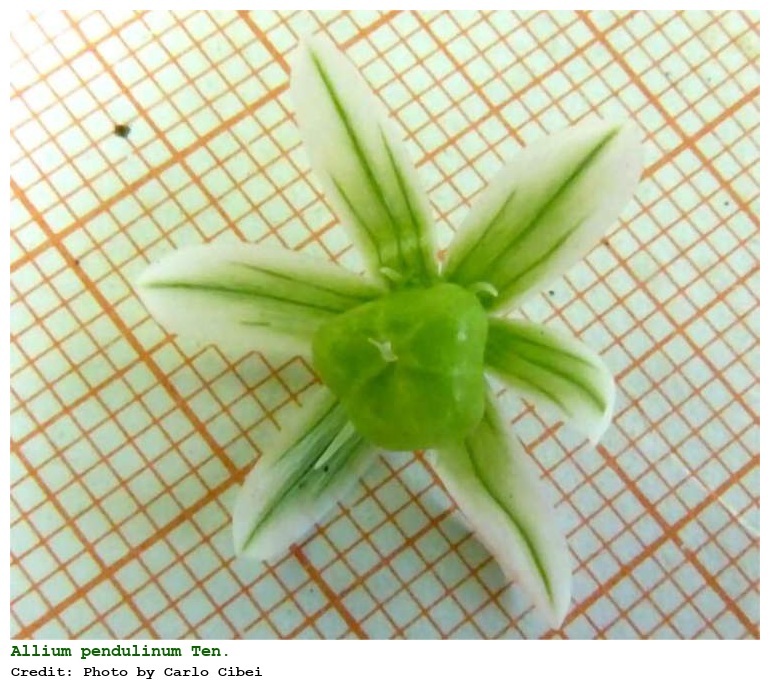 Allium pendulinum Ten.